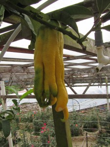 Cameron Highlands-099